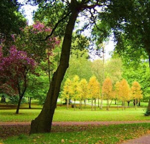 Bute Park Bute Park